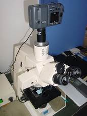 Microscopes : optiques, optiques polarisants, automatisés, inversés à épifluorescence