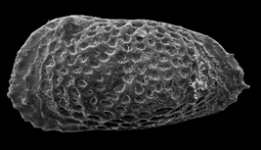 Ostracodes