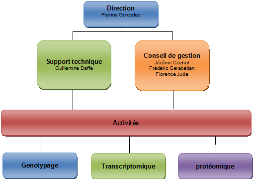 Organigramme